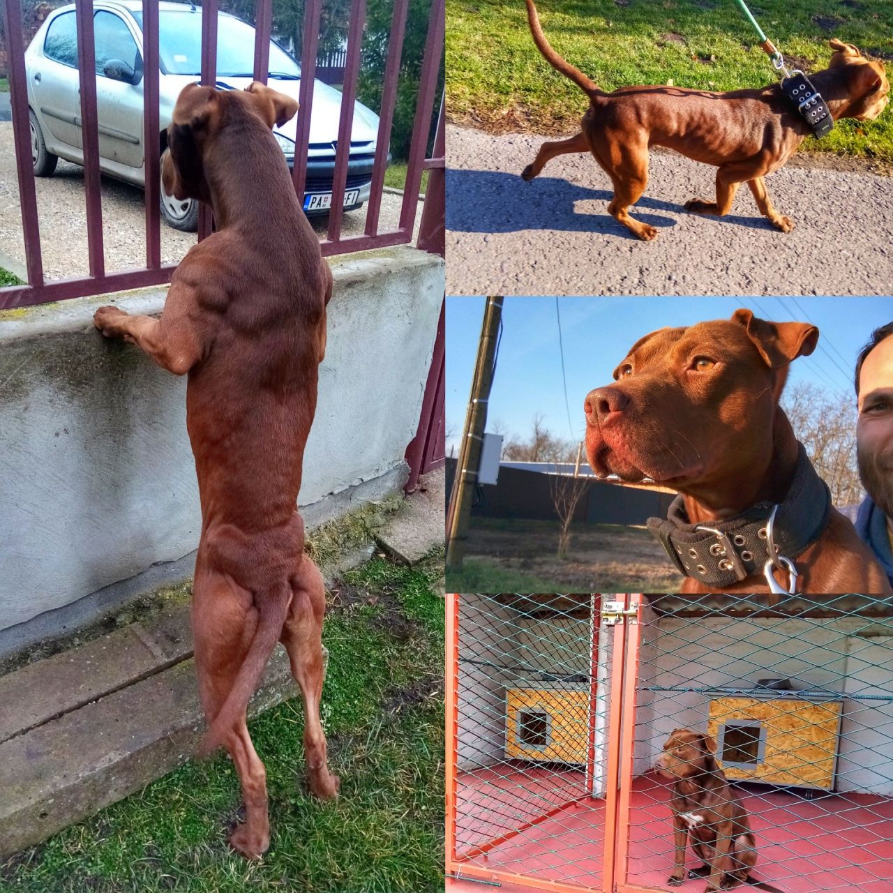 Photo of the dog