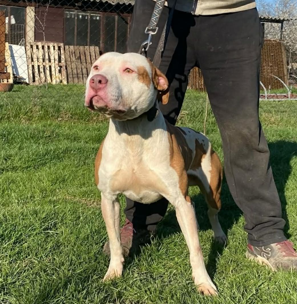 Photo of the dog