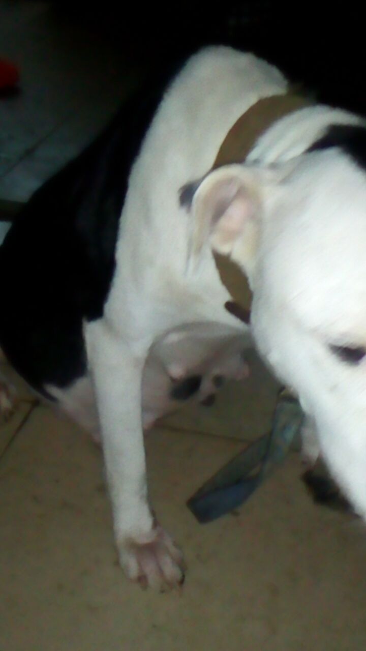 Photo of the dog