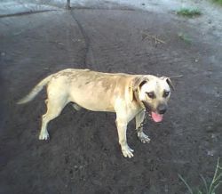 Photo of the dog