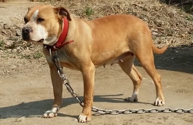 Photo of the dog