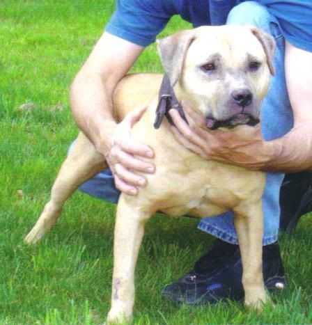 Photo of the dog
