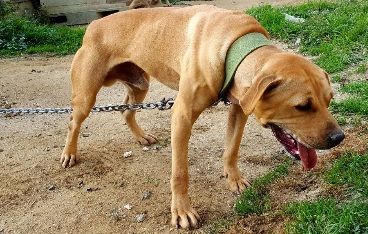 Photo of the dog