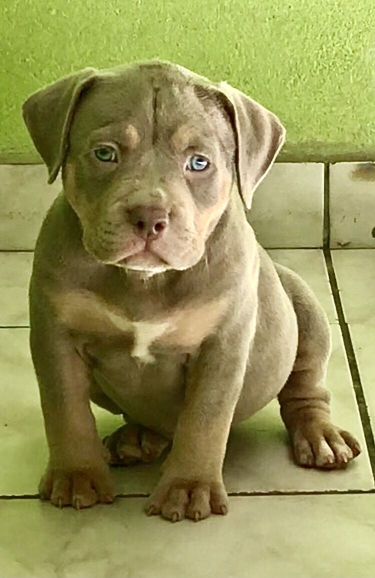 Photo of the dog
