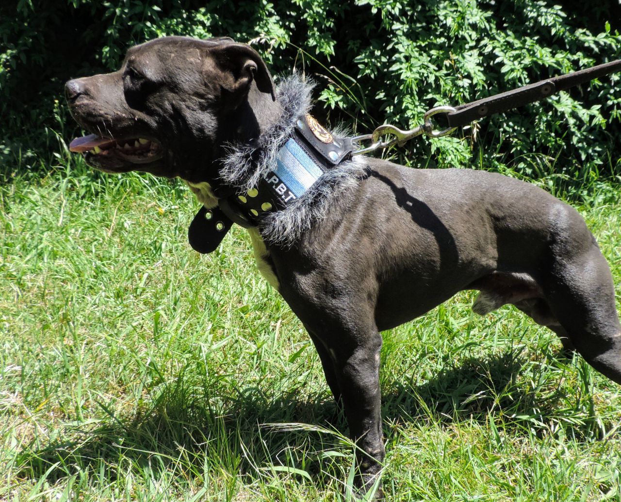 Photo of the dog