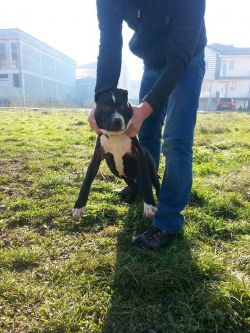 Photo of the dog