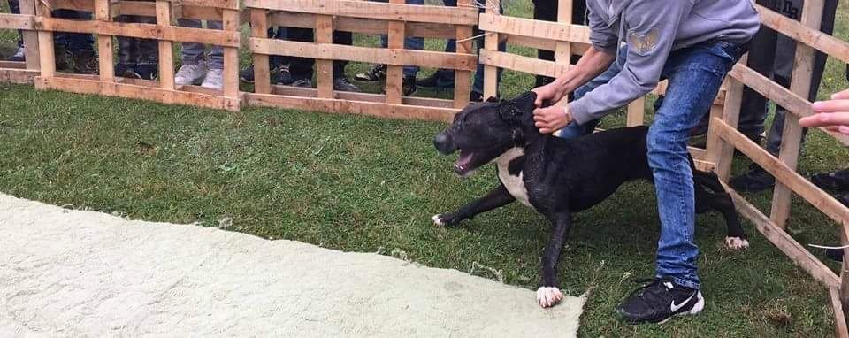 Photo of the dog