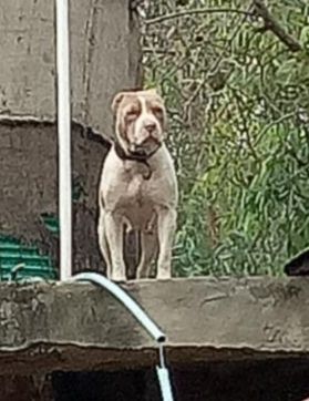 Photo of the dog