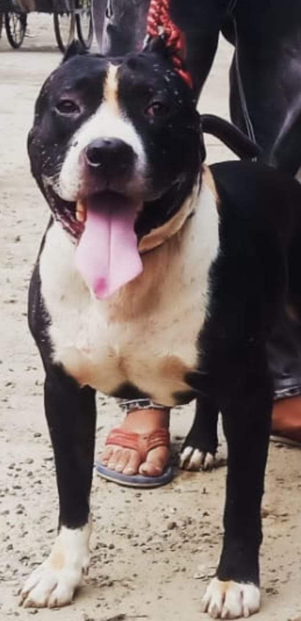 Photo of the dog