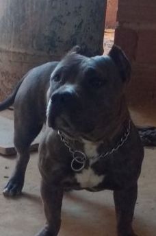 Photo of the dog