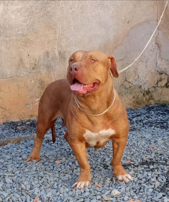 Photo of the dog
