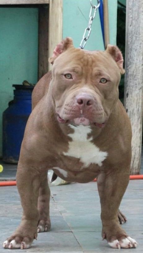 Photo of the dog