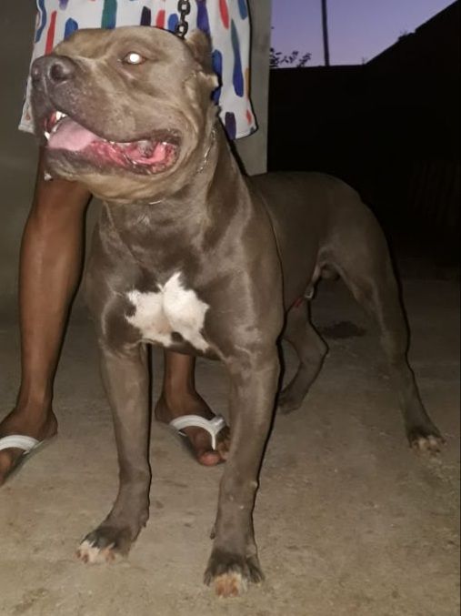 Photo of the dog