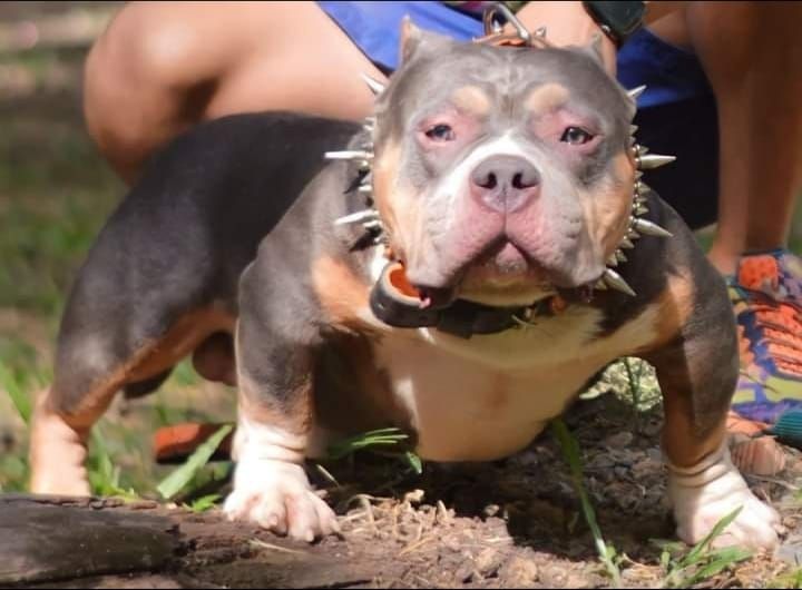 Photo of the dog
