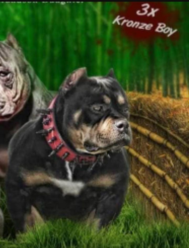 Photo of the dog
