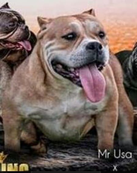 Photo of the dog