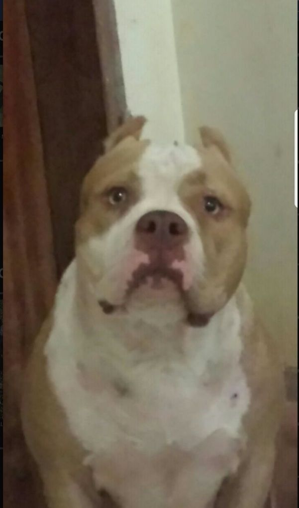 Photo of the dog