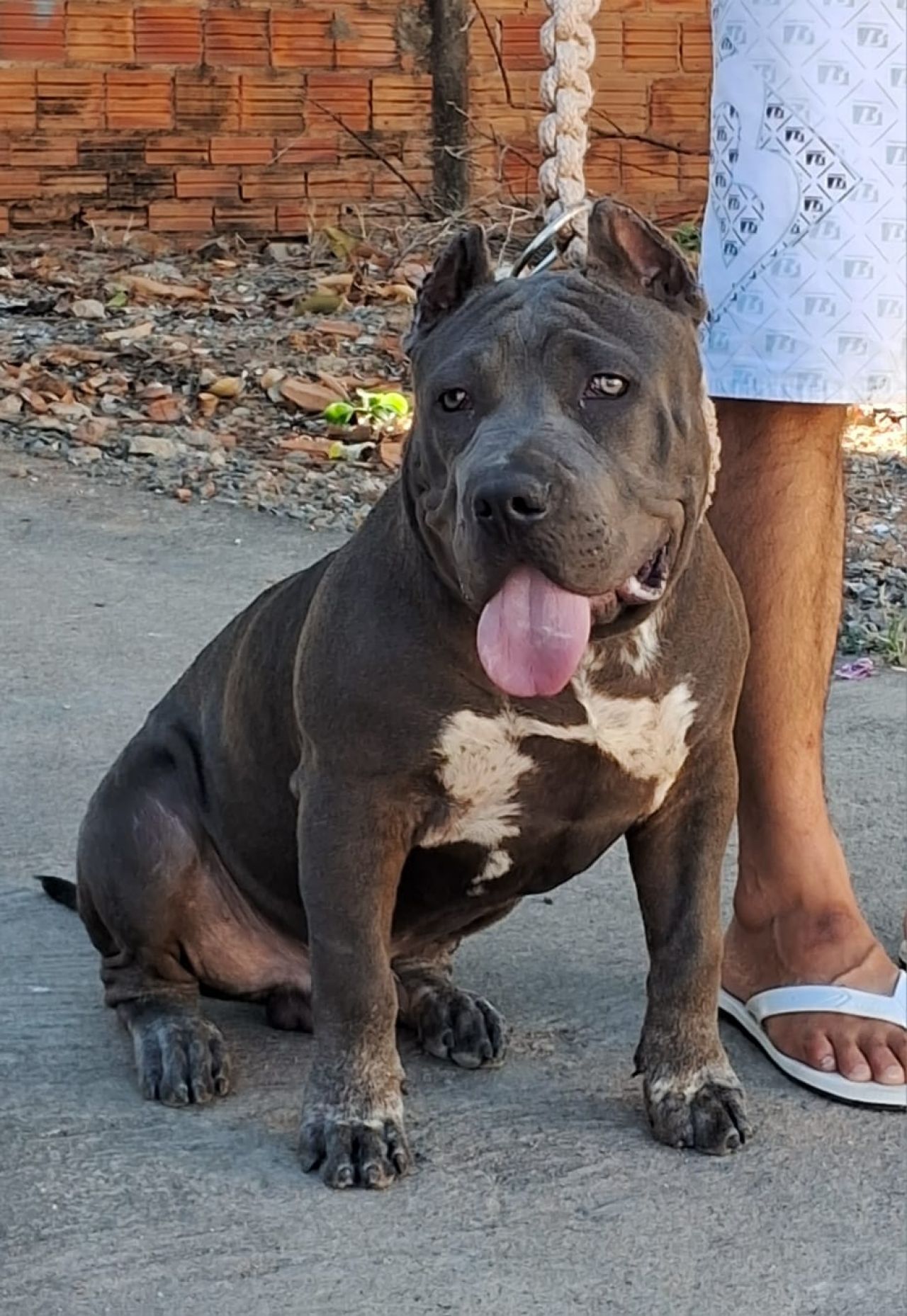 Photo of the dog