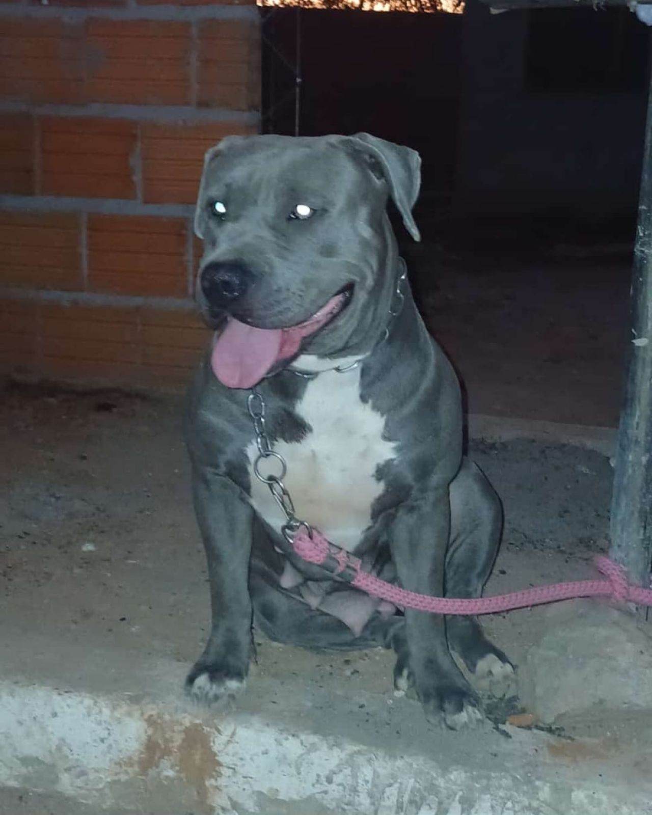 Photo of the dog