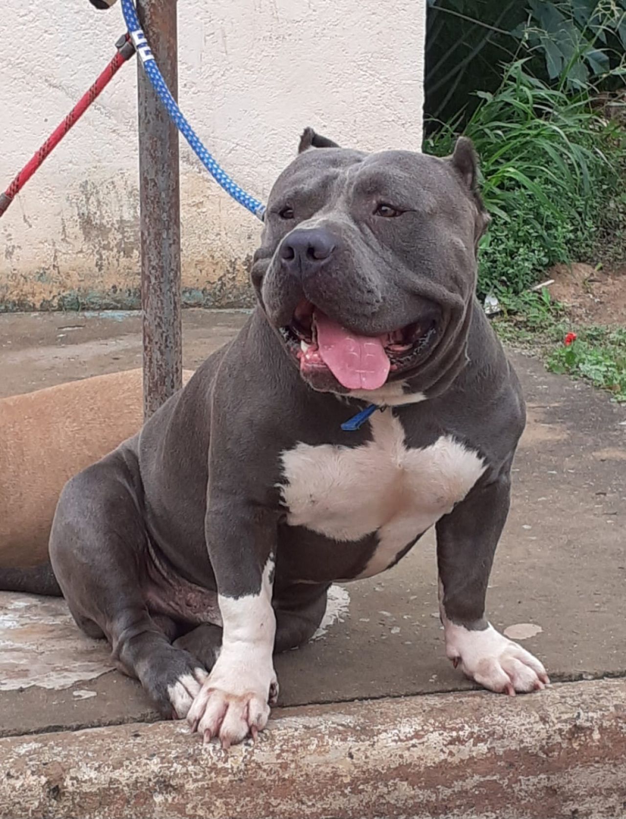 Photo of the dog