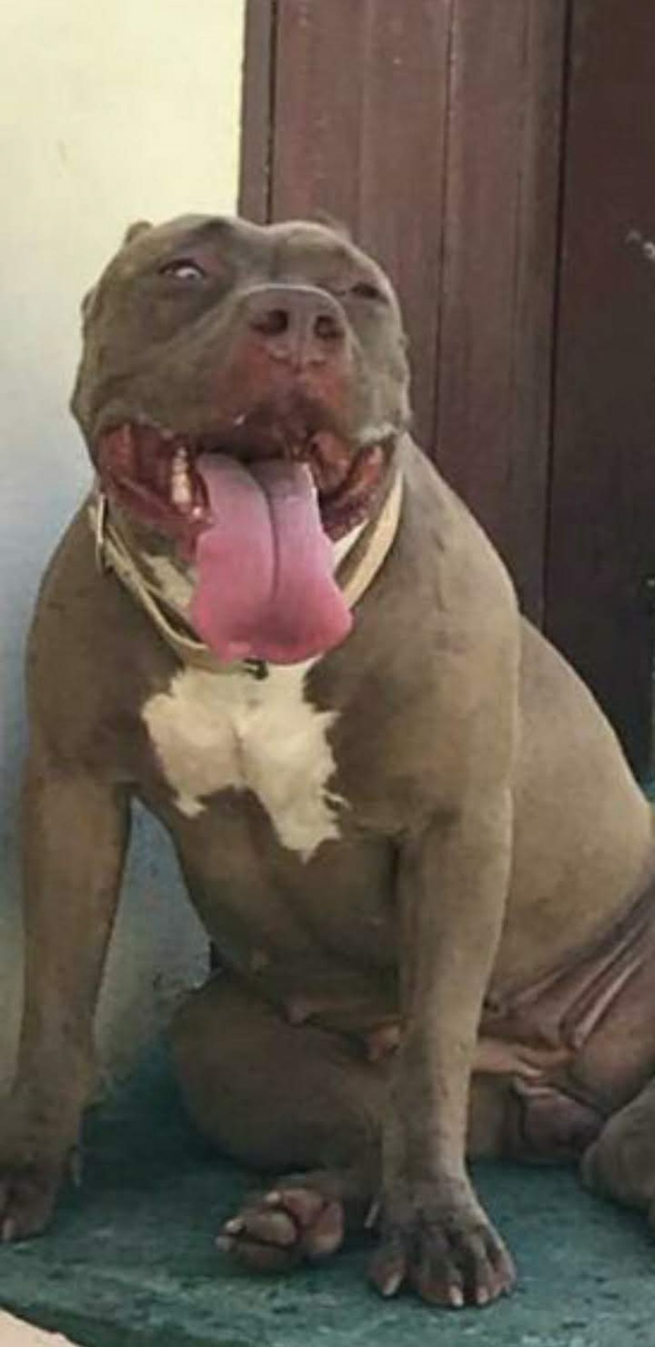 Photo of the dog