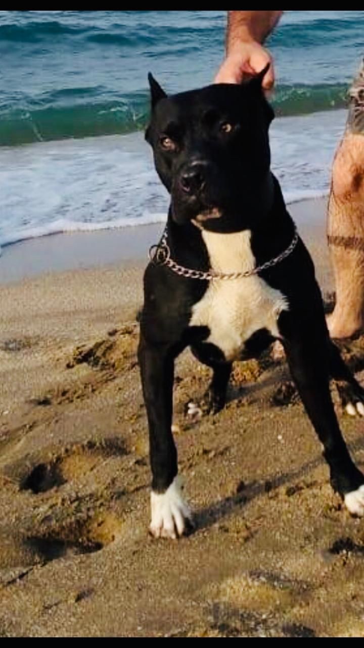 Photo of the dog