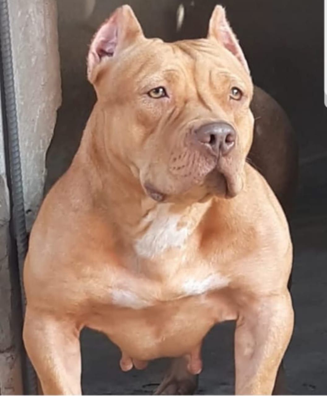 Photo of the dog
