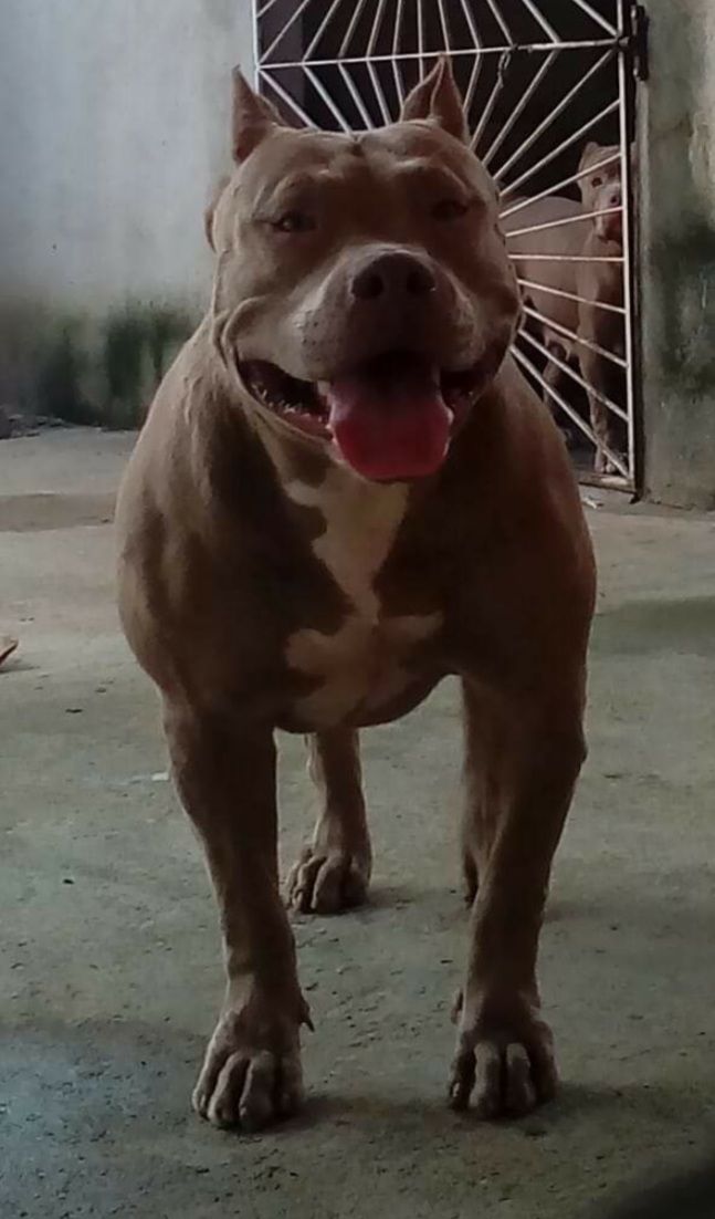 Photo of the dog