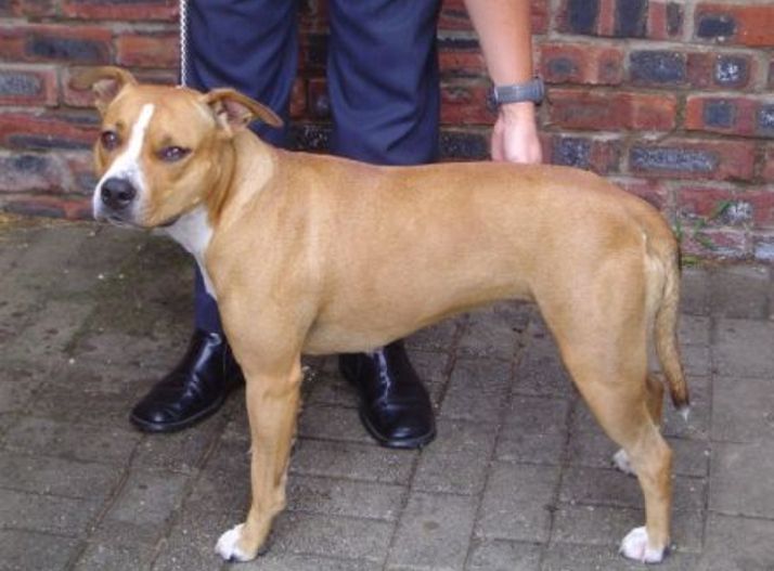 Photo of the dog