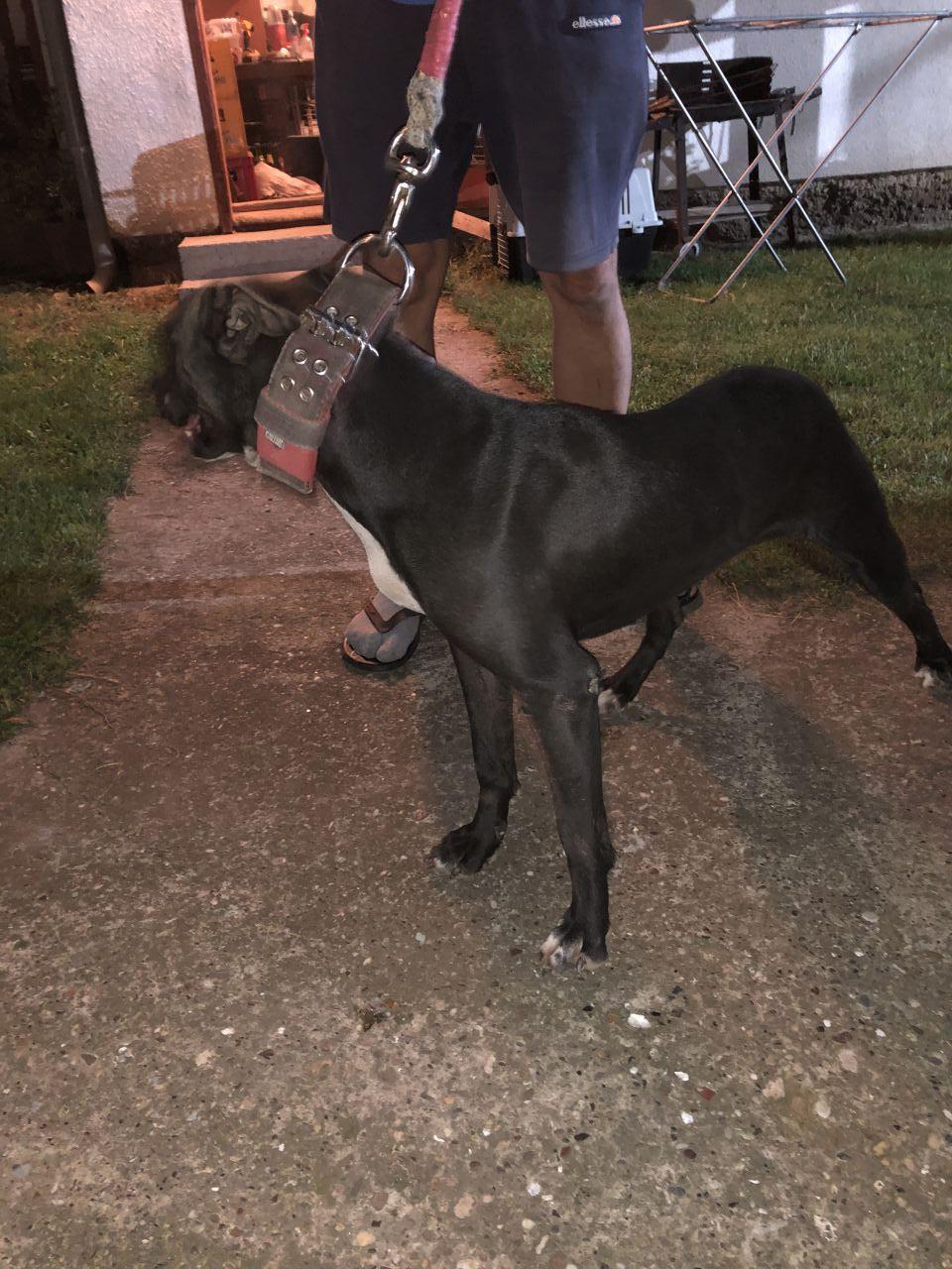 Photo of the dog