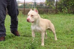 Photo of the dog