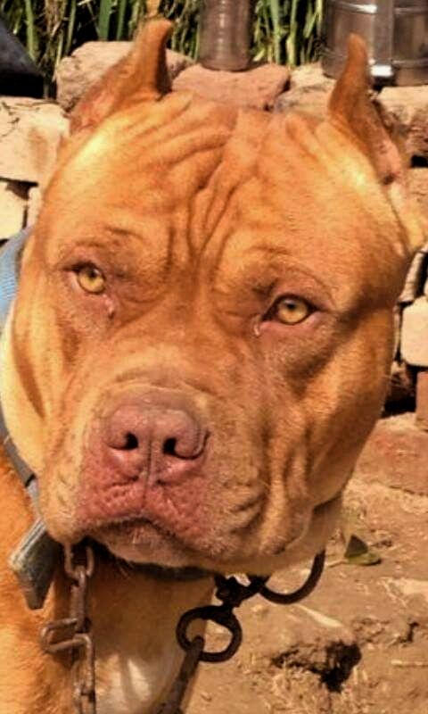 Photo of the dog