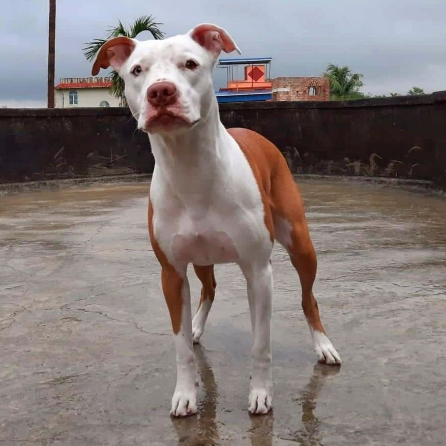 Photo of the dog