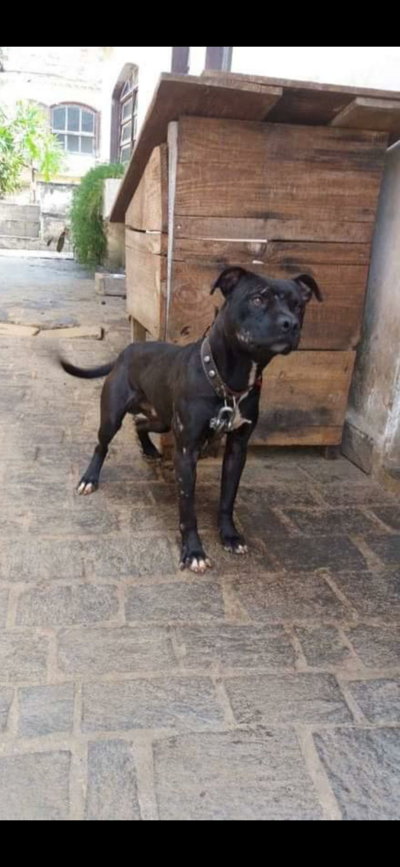 Photo of the dog