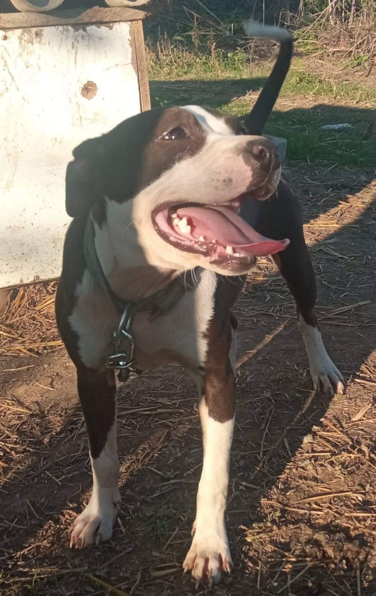 Photo of the dog