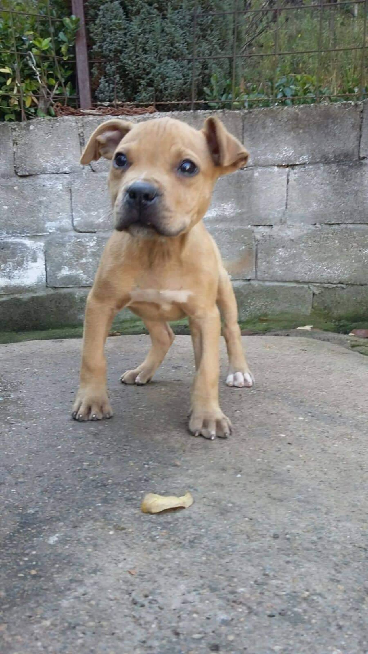 Photo of the dog