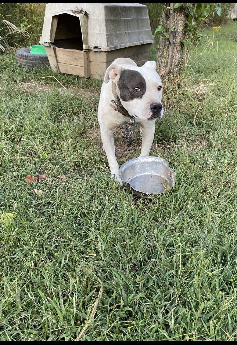 Photo of the dog