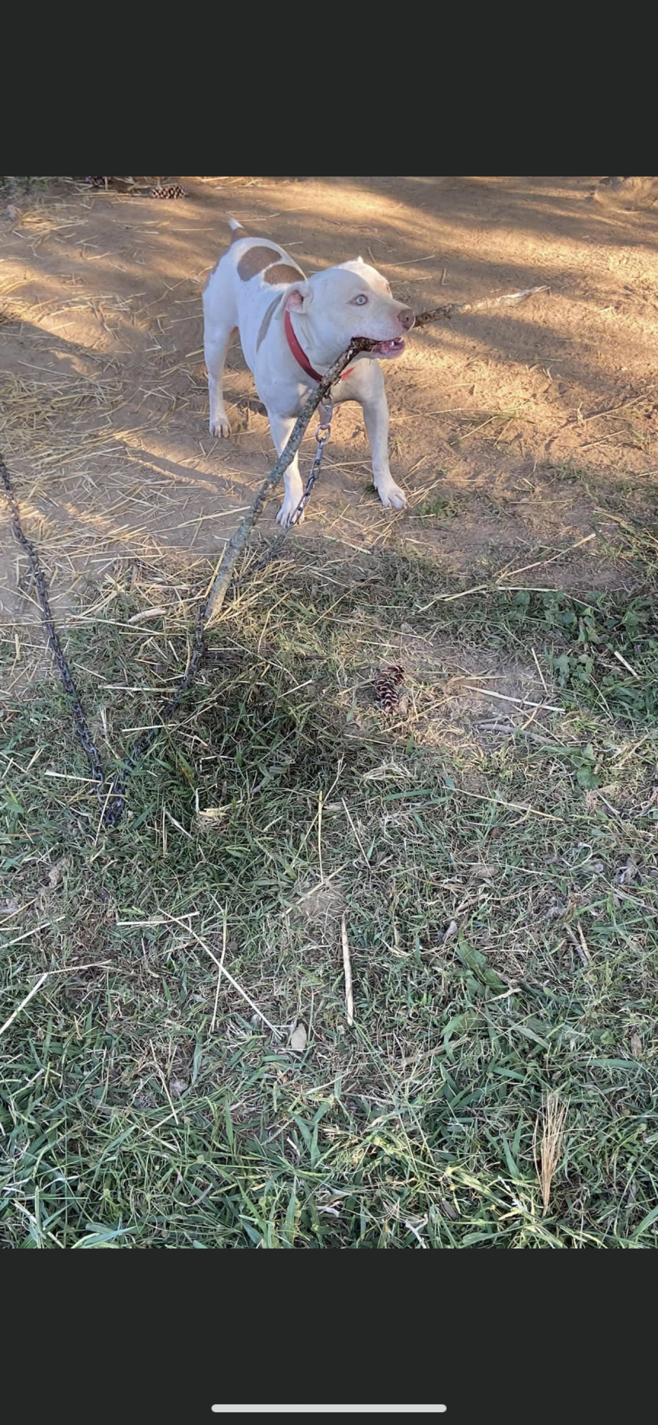 Photo of the dog