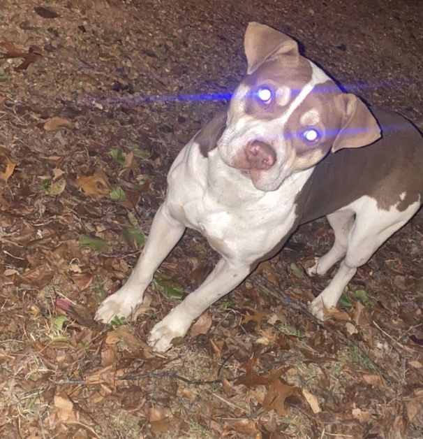 Photo of the dog