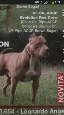 Photo of the dog