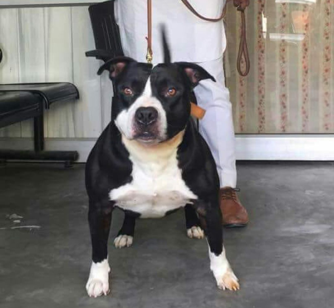 Photo of the dog