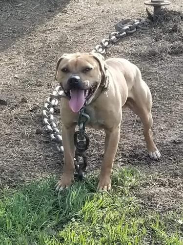 Photo of the dog