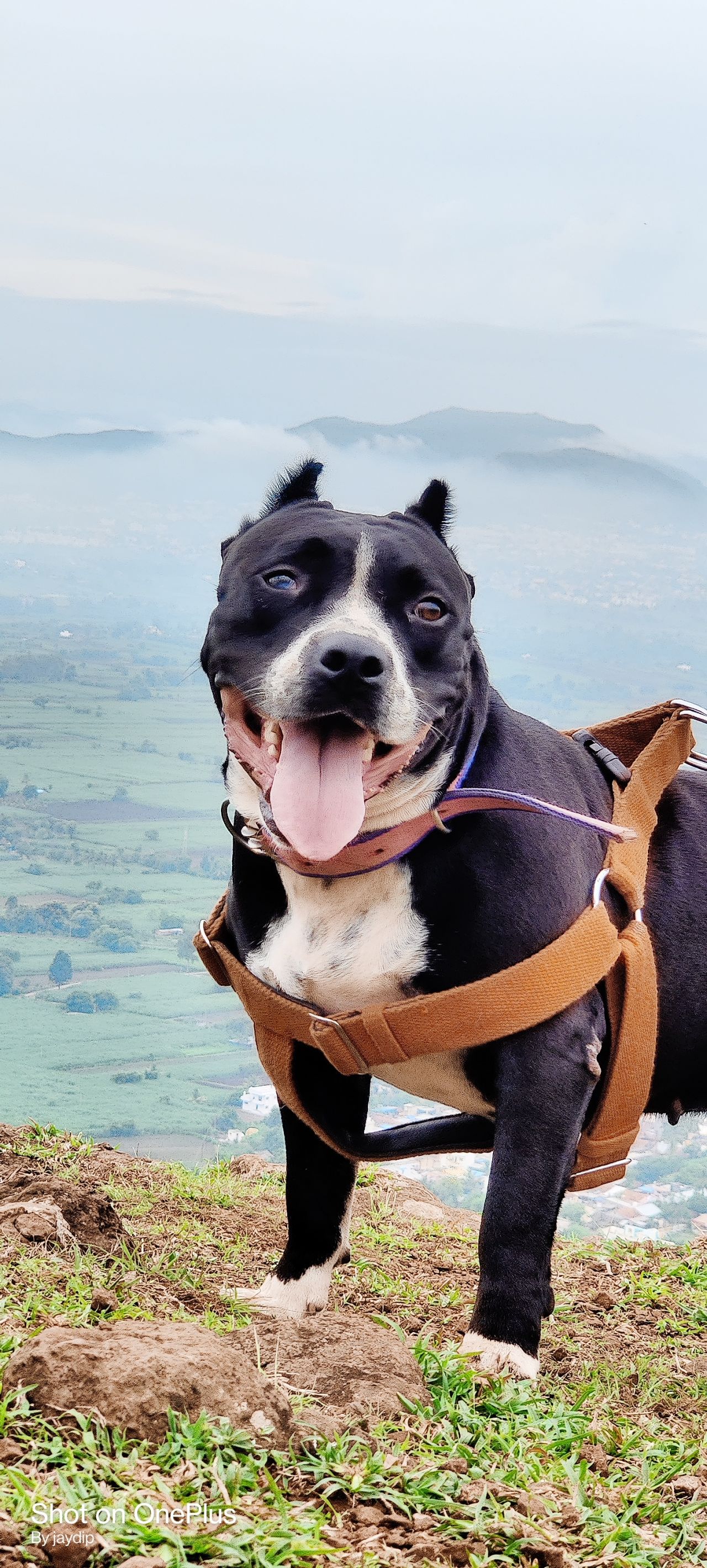 Photo of the dog
