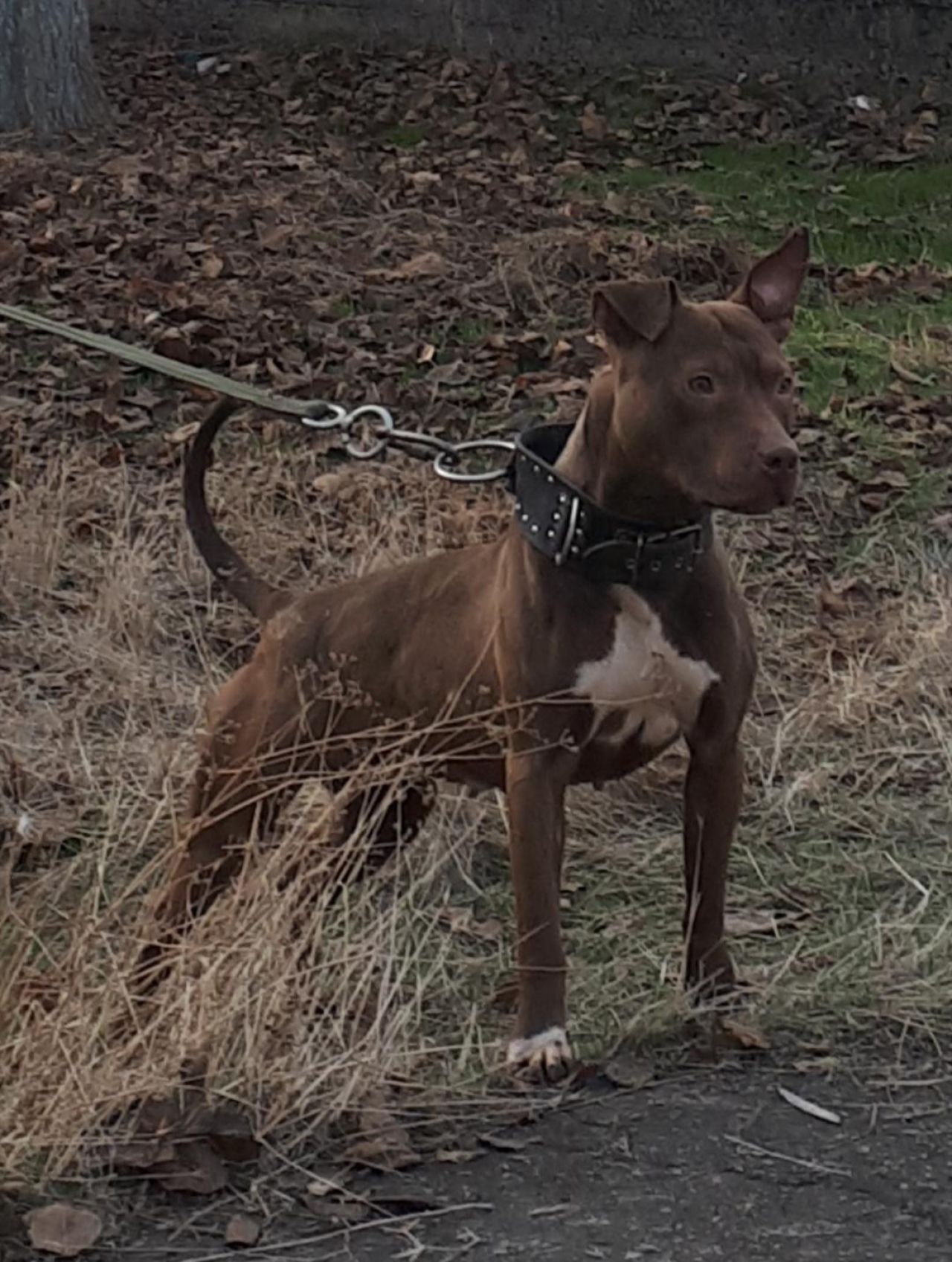 Photo of the dog