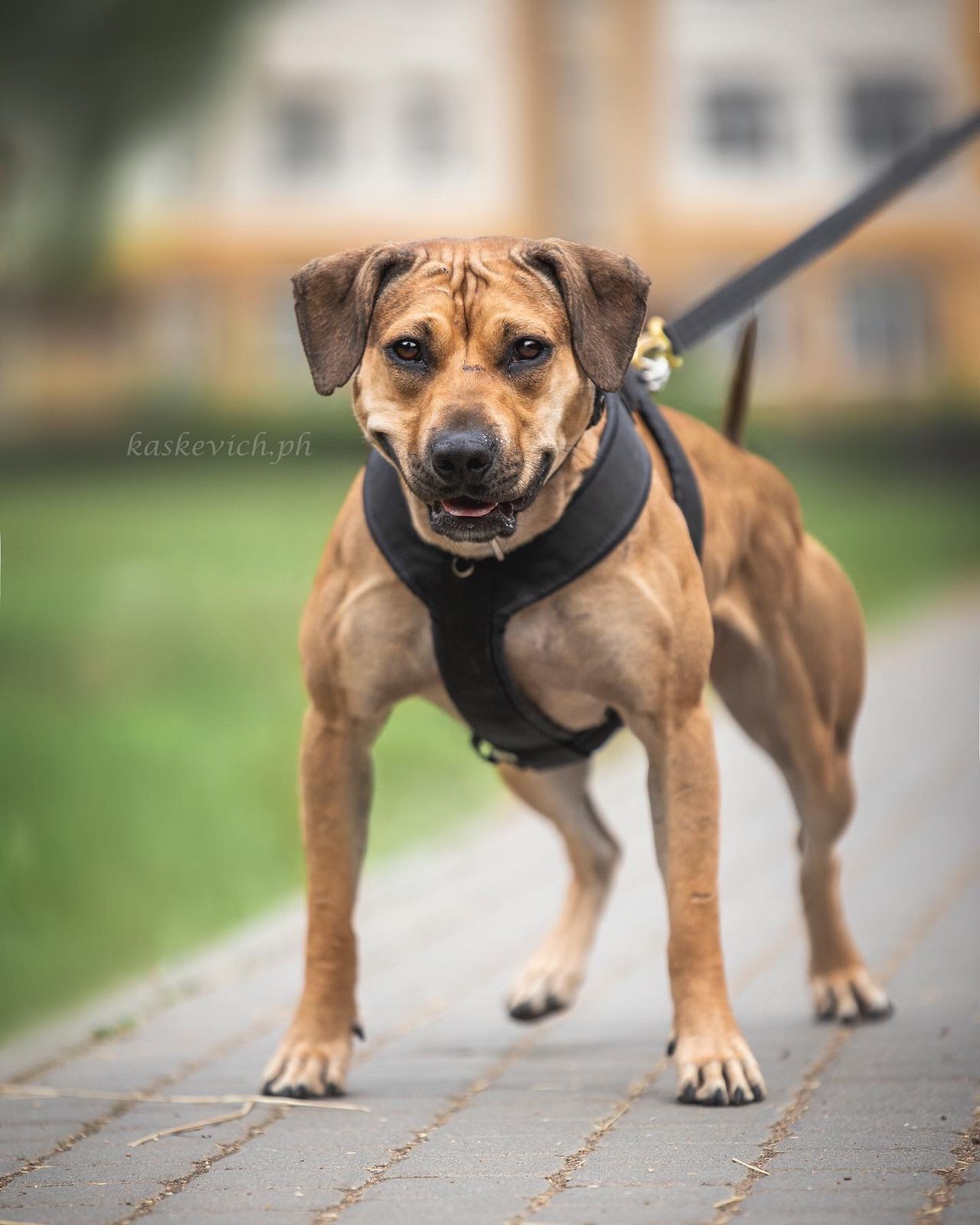 Photo of the dog