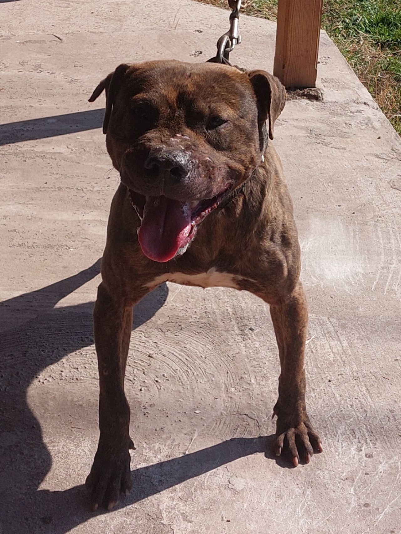 Photo of the dog