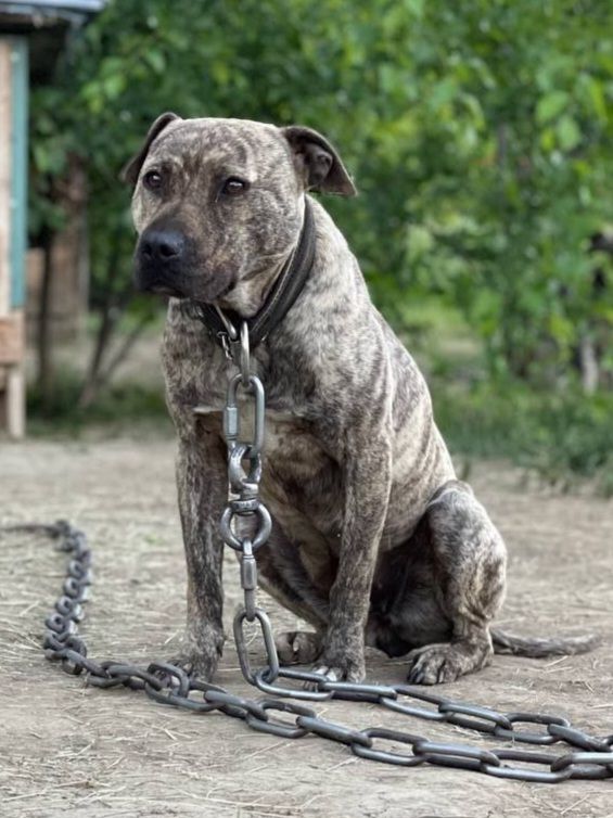 Photo of the dog