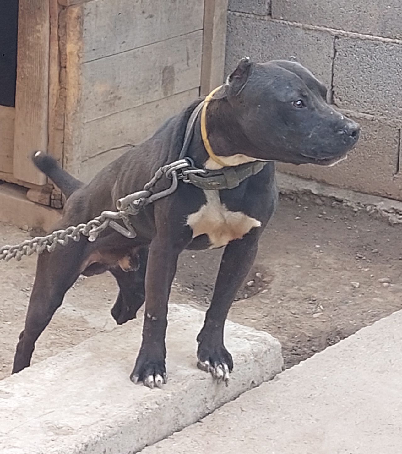 Photo of the dog