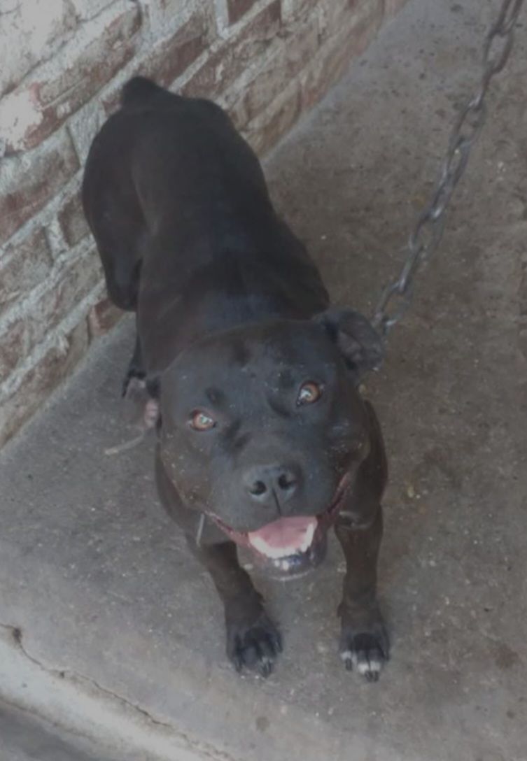 Photo of the dog