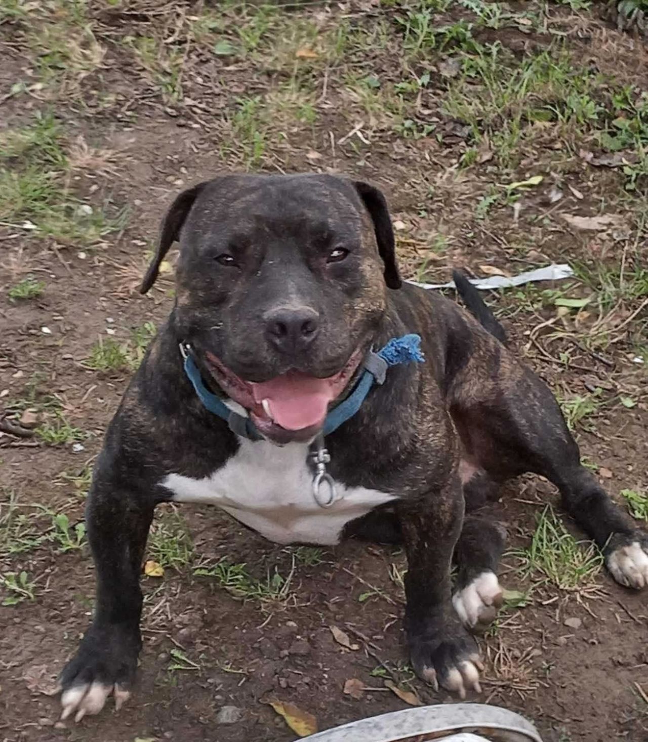 Photo of the dog